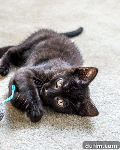 The October Kitchen Unbound 7 Close-up photo of our new playful kitten named Salsa