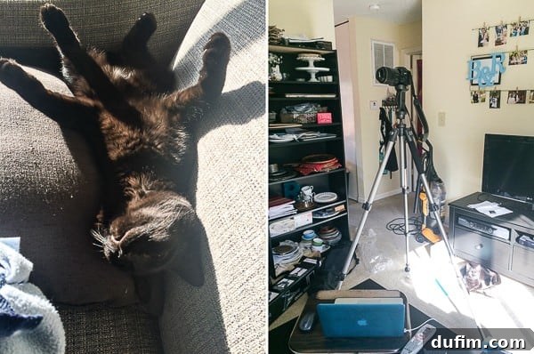 February 2016 monthly update featuring Salsa the kitten sleeping soundly and a new heavy-duty photography tripod