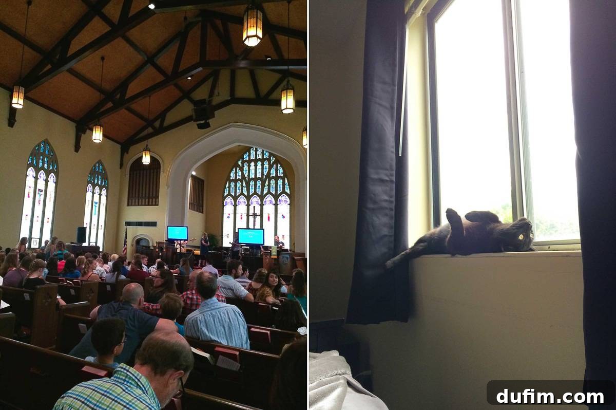 Interior of a historic church with stunning vaulted ceilings and stained glass windows; final endearing photo of cat Salsa bringing joy.