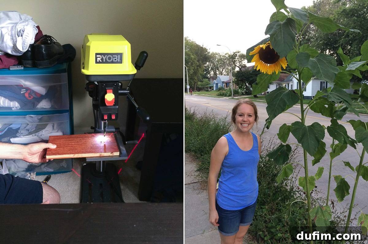 Drill press tool humorously placed in a bedroom, highlighting small house living; enormous, vibrant sunflowers in full bloom.