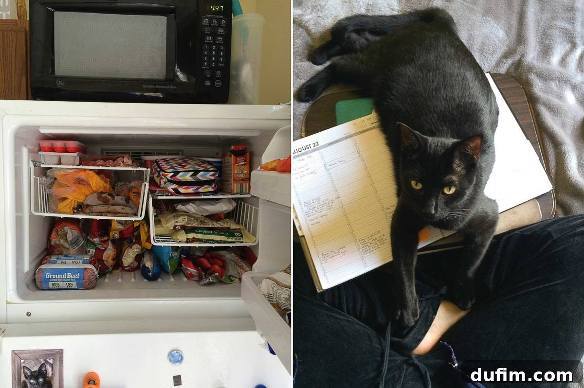 Organized freezer interior with new basket shelves, secured with duct tape; cat Salsa sleeping on a laptop, asserting himself as a 'momma's cat'.