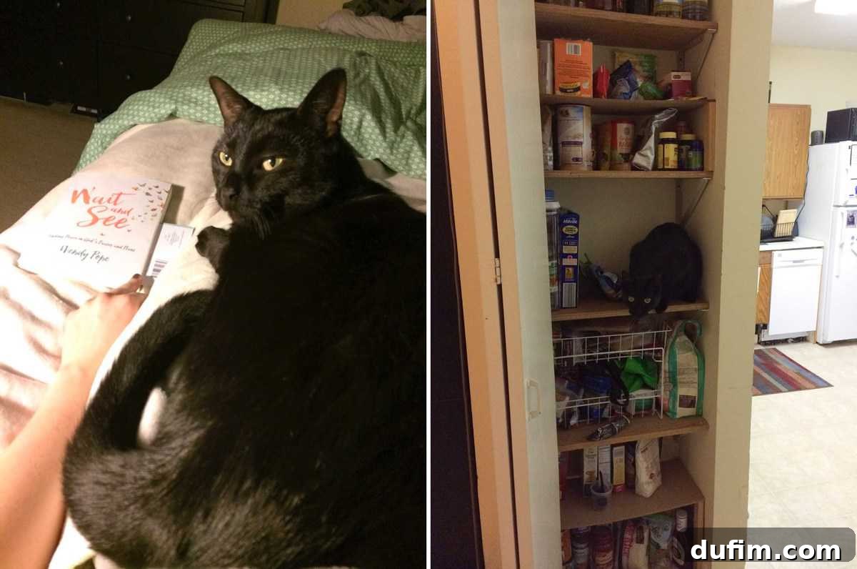 December's Off-Menu Adventures 4 Salsa the cat snuggling intimately with owner at night, resting his rear near her face.
