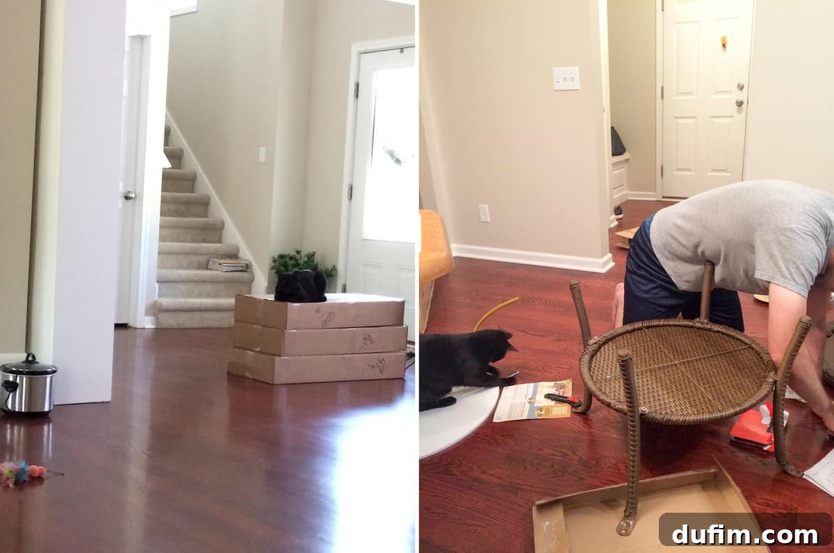 Salsa the cat sitting on a stack of cardboard boxes, and a couple assembling patio furniture outdoors with the cat nearby
