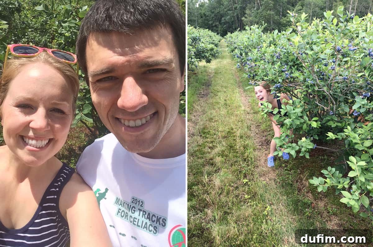 Hands carefully picking ripe blueberries from a bush at a farm