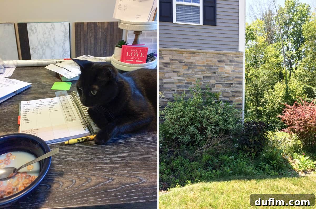 Salsa the cat sitting on a desk calendar next to a cereal bowl, and an overgrown 'before' section of a backyard with dense foliage