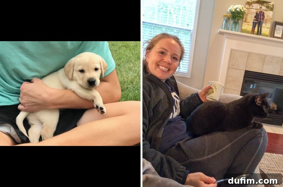 August 2017: Beyond the Culinary Canvas 5 A heartwarming close-up photo of an adorable yellow Labrador puppy, looking bright-eyed and eager, ready to join a new family.