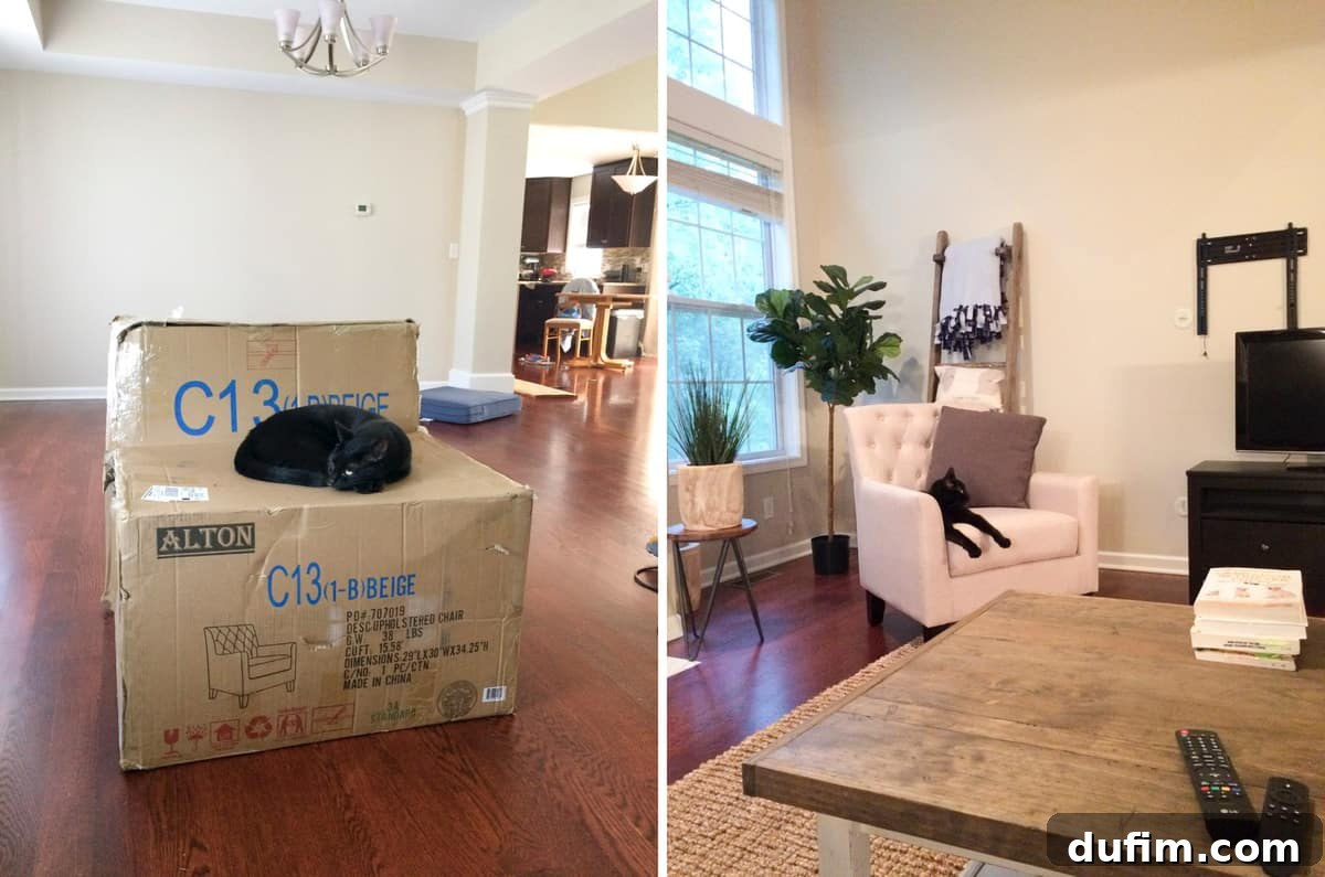 August 2017: Beyond the Culinary Canvas 8 Salsa, a small dog, comfortably lounging and looking content in a new, stylish armchair, making it his own.