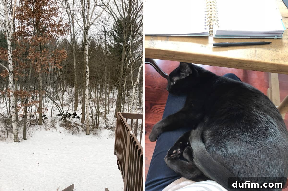 Wild turkeys walking through a snowy suburban neighborhood, followed by a cozy cat named Salsa curled up for a nap.