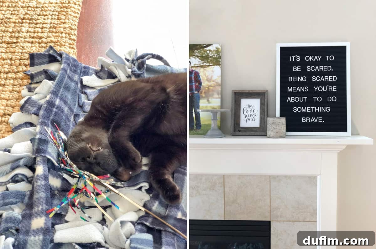 A cat named Salsa relaxing contentedly by a fireplace with a toy, next to a felt board displaying an inspirational quote about learning and growth.
