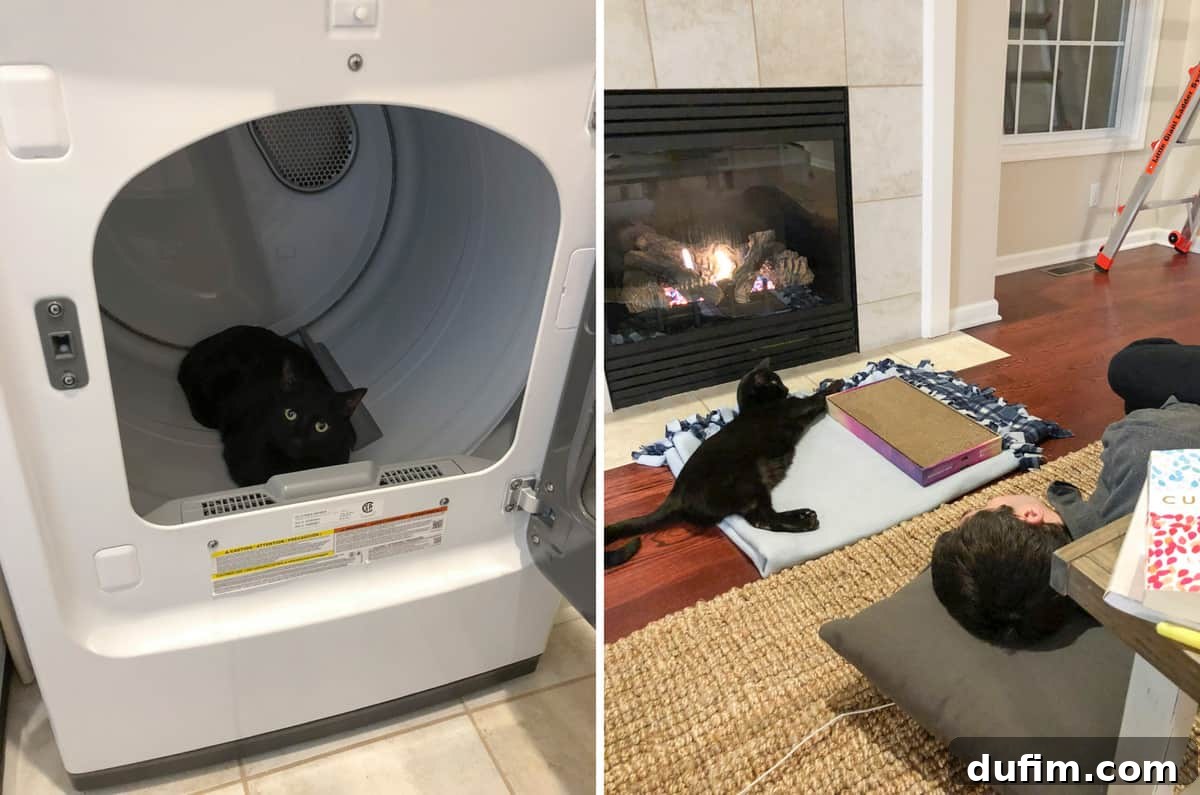 February's Off-Menu Moments 2 Salsa the cat relaxing in a warm clothes dryer