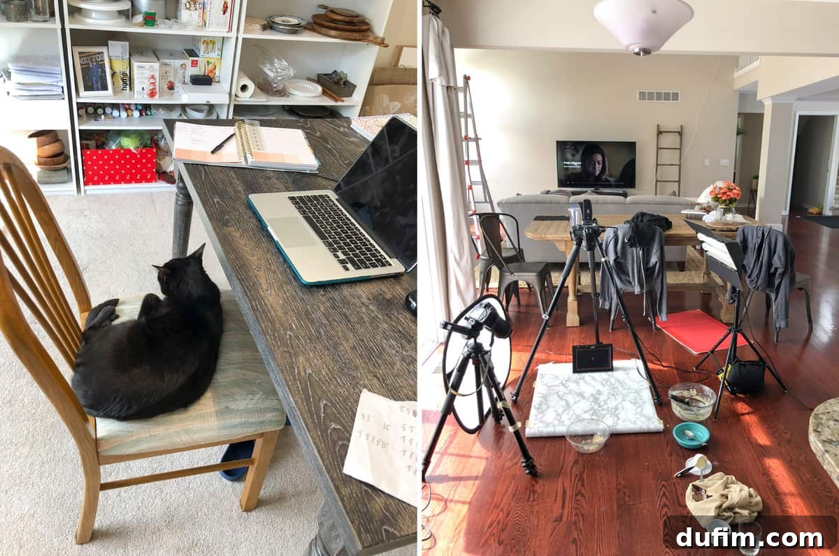 Salsa the cat relaxing in the owner's office chair, having commandeered it the moment it was vacated, illustrating his favorite spot.