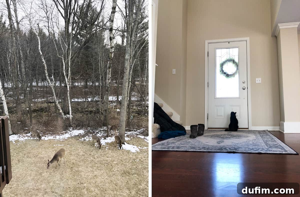 Beyond the Burner: April 4 A family of deer grazing in our backyard during flu recovery