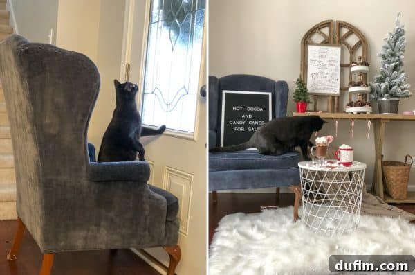 November's Kitchen Escape 12 Split image: Left shows a cat (Salsa) sitting on a chair, intently watching a Christmas wreath on a front door, believing the bow is a bird. Right shows a cat playing with marshmallows and candy canes laid out for a letter board photoshoot on a table.