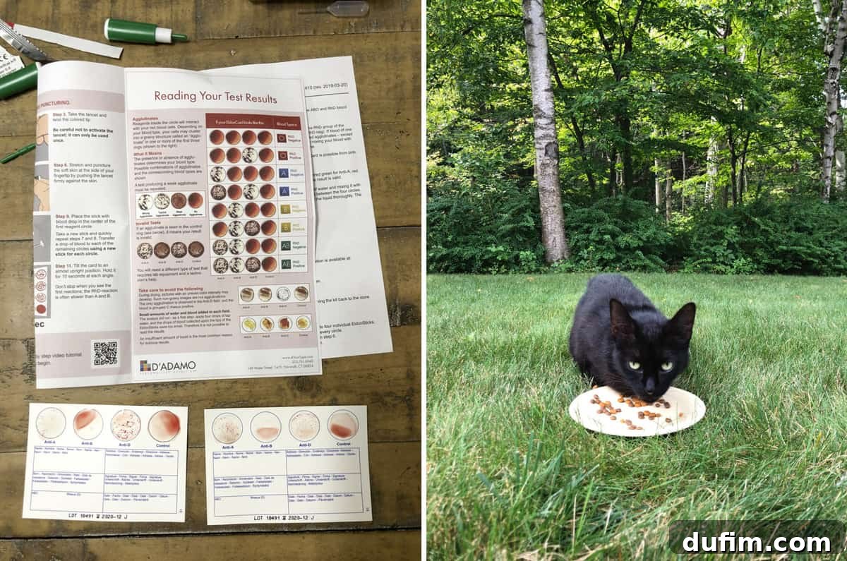 A blood type test kit, revealing a result of A+, next to a happy couple, followed by a photo of a timid black cat resembling Salsa, discovered in the backyard.