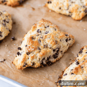 A freshly baked chocolate chip scone sits on a parchment-lined baking sheet, surrounded by other golden brown chocolate chip scones with crispy edges and gooey, melted chips.