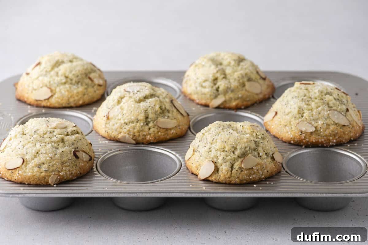 Irresistible Almond Poppy Seed Muffins 12 Six golden-brown, freshly baked almond poppy seed muffins, each with a perfect domed top and sparkling with sliced almonds and sanding sugar, are still in their metal muffin tin, cooling gracefully.